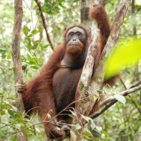 Orangutan Tour