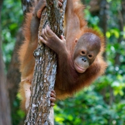Orangutan Tour