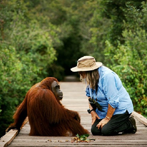 Orangutan Tour
